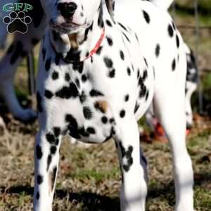 Dude, Dalmatian Puppy