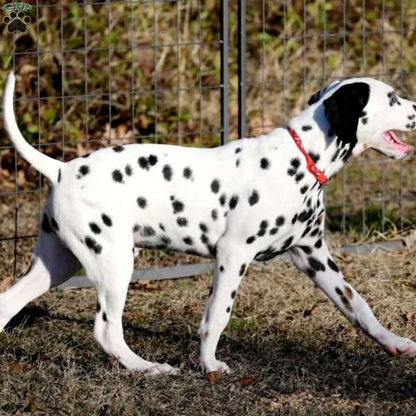 Dude, Dalmatian Puppy