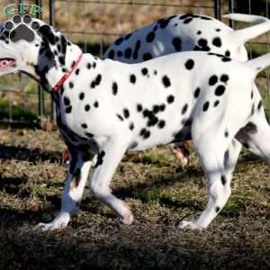 Dude, Dalmatian Puppy