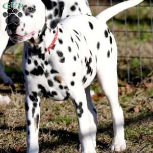 Dude, Dalmatian Puppy