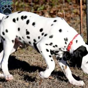 Dude, Dalmatian Puppy