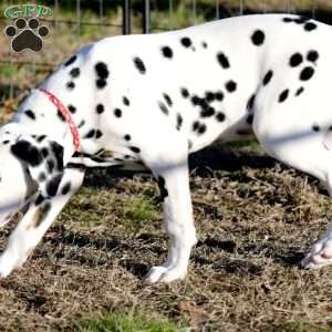 Dude, Dalmatian Puppy