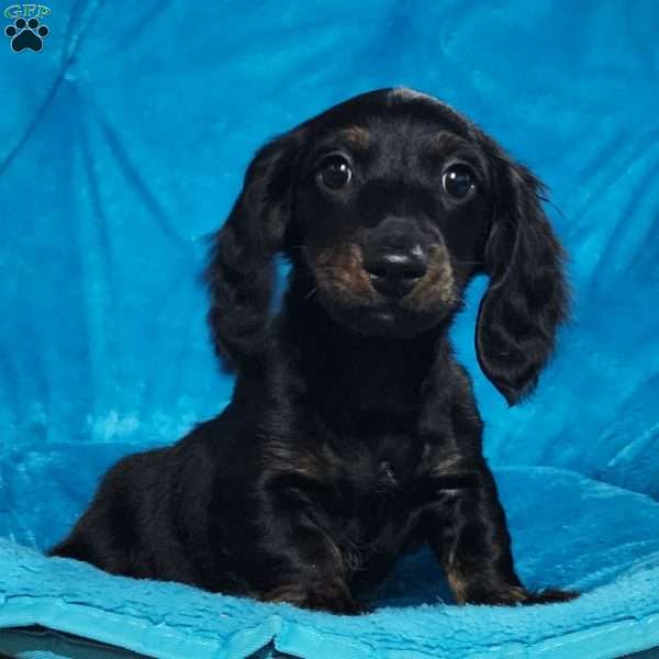 Margaret, Dachshund Puppy