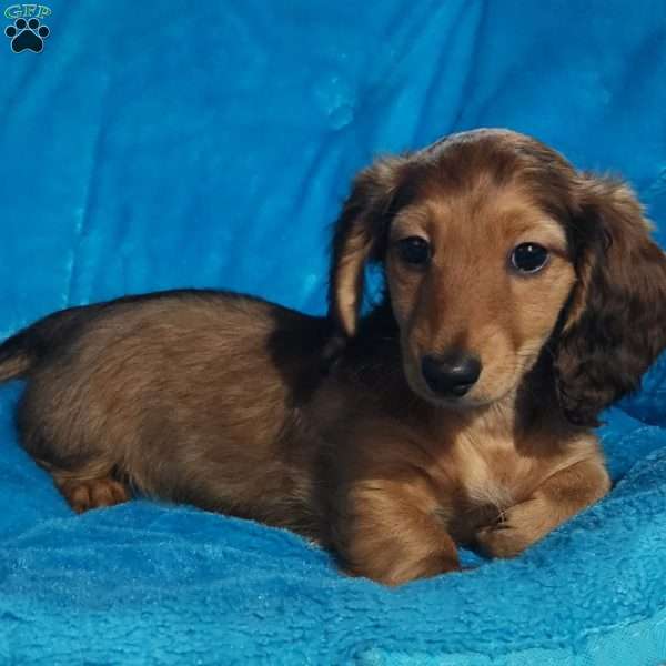 Mary, Dachshund Puppy