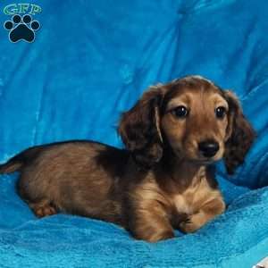 Mary, Dachshund Puppy