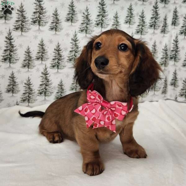 Mary, Dachshund Puppy