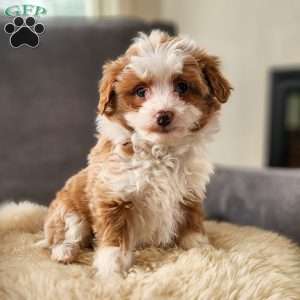 Ginger, Mini Aussiedoodle Puppy