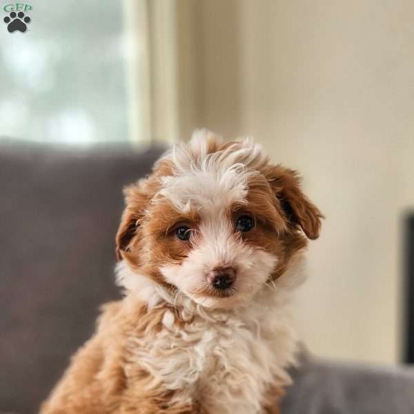 Ginger, Mini Aussiedoodle Puppy