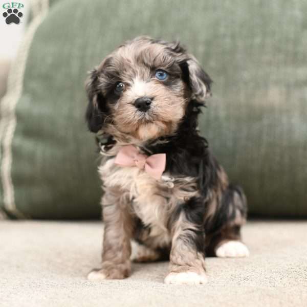 Dora, Cavapoo Puppy