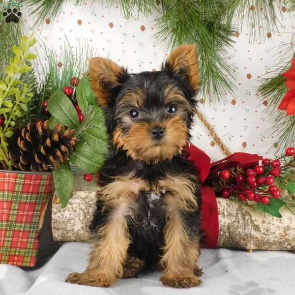 Max, Yorkie Puppy