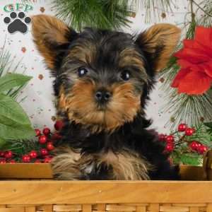 Max, Yorkie Puppy