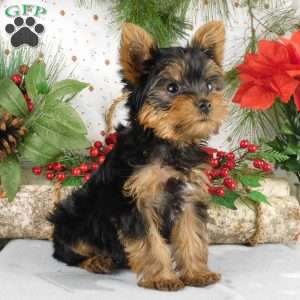 Max, Yorkie Puppy