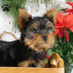 Max, Yorkie Puppy