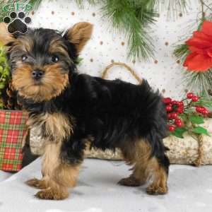 Max, Yorkie Puppy