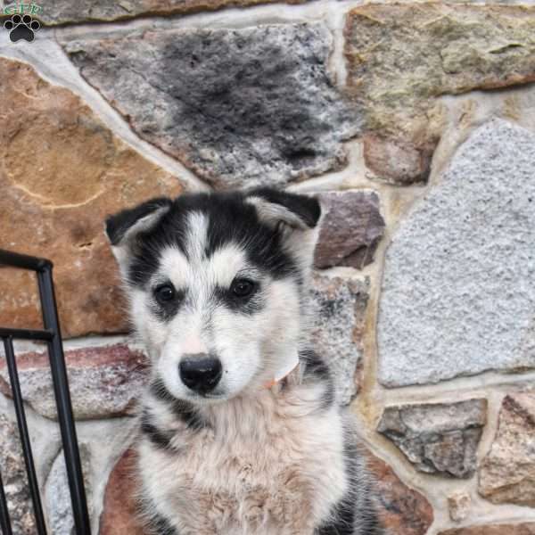 Rossle, Alaskan Malamute Puppy