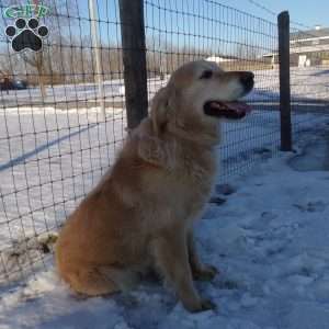 Emily, English Cream Golden Retriever Puppy