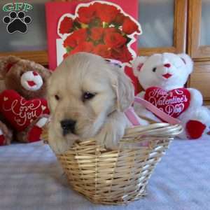 Elsie, English Cream Golden Retriever Puppy