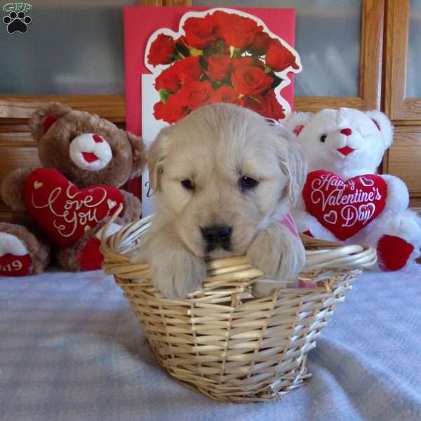 Elsie, English Cream Golden Retriever Puppy