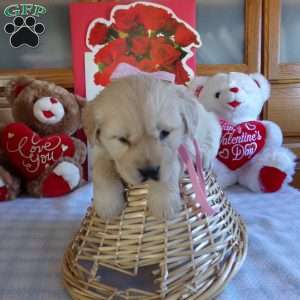 Elsie, English Cream Golden Retriever Puppy