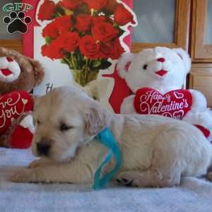 Rufford, English Cream Golden Retriever Puppy