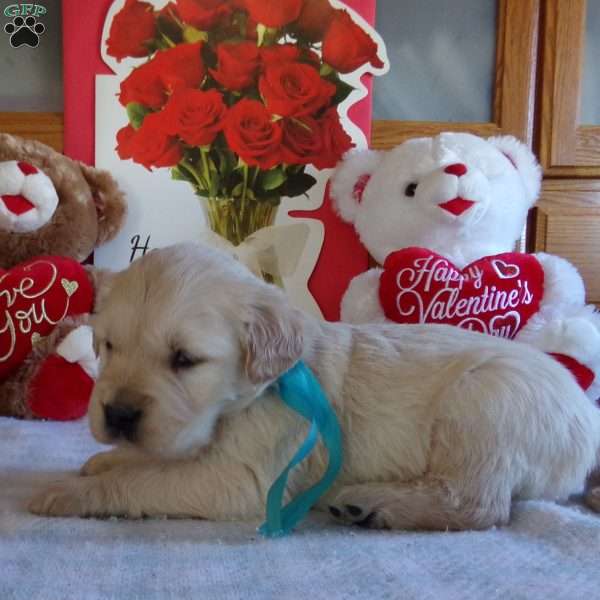 Rufford, English Cream Golden Retriever Puppy