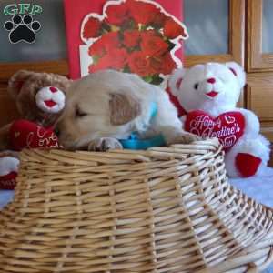 Rufford, English Cream Golden Retriever Puppy