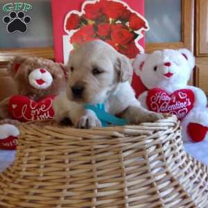 Rufford, English Cream Golden Retriever Puppy