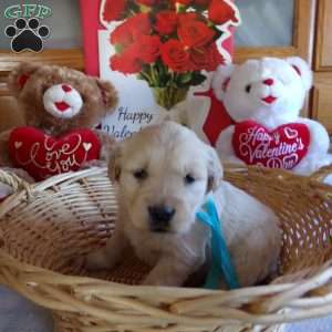 Rufford, English Cream Golden Retriever Puppy