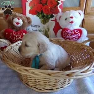 Rufford, English Cream Golden Retriever Puppy