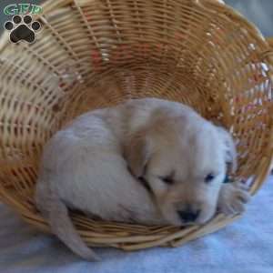 Rufford, English Cream Golden Retriever Puppy