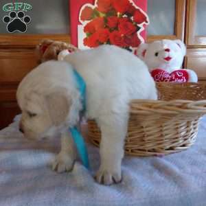 Buddy, English Cream Golden Retriever Puppy