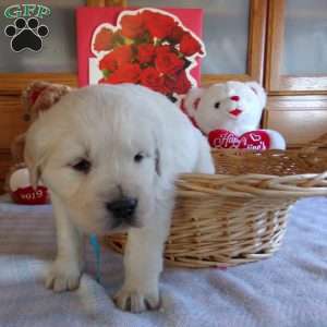 Buddy, English Cream Golden Retriever Puppy