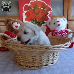 Buddy, English Cream Golden Retriever Puppy