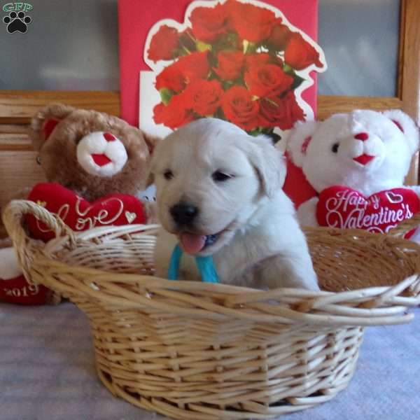 Buddy, English Cream Golden Retriever Puppy