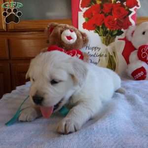 Buddy, English Cream Golden Retriever Puppy