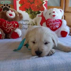 Buddy, English Cream Golden Retriever Puppy