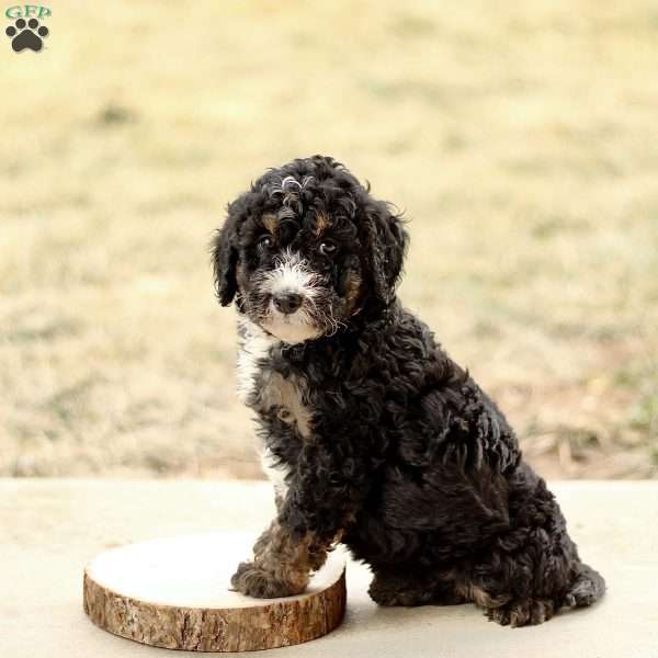 Bruno, Mini Bernedoodle Puppy