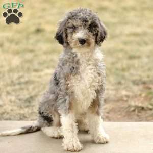 Alex, Mini Sheepadoodle Puppy