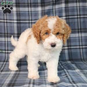 Sprinkles, Mini Goldendoodle Puppy