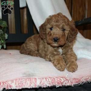 Laura, Mini Goldendoodle Puppy