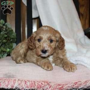 Lilly, Mini Goldendoodle Puppy