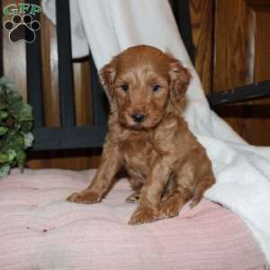 Lindsey, Mini Goldendoodle Puppy