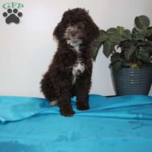 Kat, Mini Labradoodle Puppy