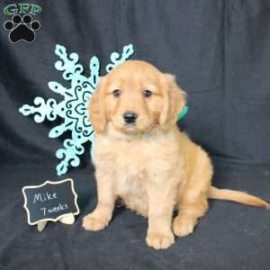 Mike, Miniature Golden Retriever Puppy