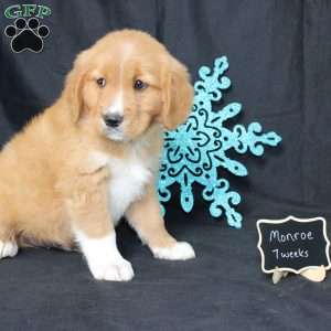 Monroe, Miniature Golden Retriever Puppy