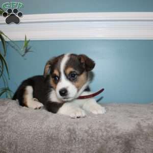 Brooklyn, Pembroke Welsh Corgi Puppy