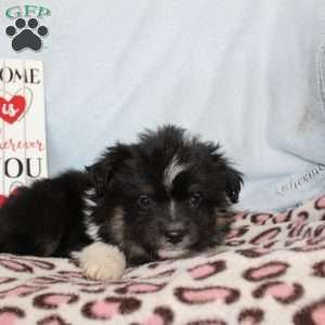 Larry, Miniature Australian Shepherd Puppy