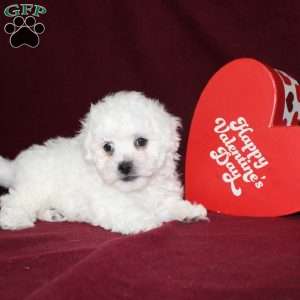 Cookies, Bichon Frise Puppy