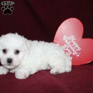 Cassie, Bichon Frise Puppy