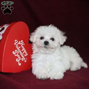 Cooper, Bichon Frise Puppy